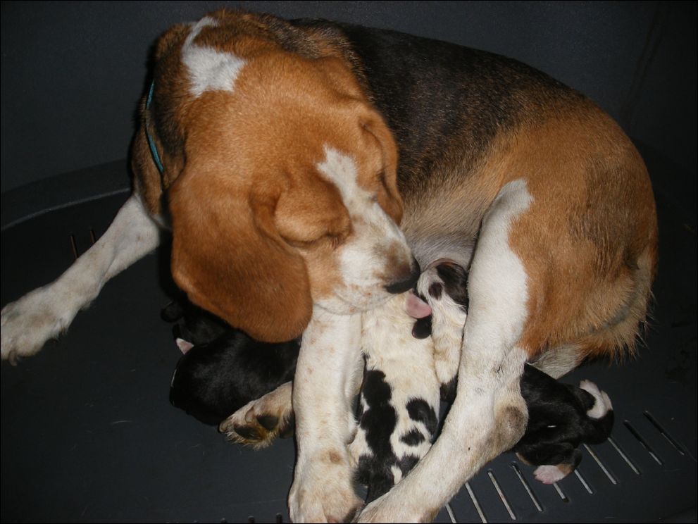 cuccioli amelie-6
